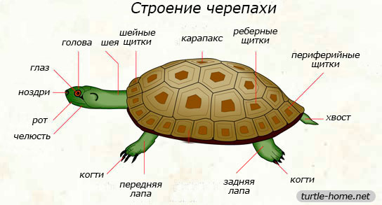 Строение черепахи Строение черепахи